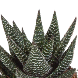 House of cactus Gasteria/Haworthia mix 8,5cm - 3x - in witte pot (8720618070180)