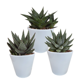 House of cactus Gasteria/Haworthia mix 8,5cm - 3x - in witte pot (8720618070180)