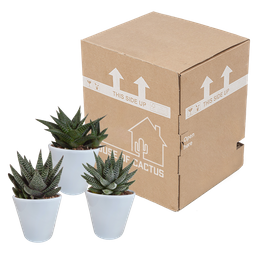 House of cactus Gasteria/Haworthia mix 8,5cm - 3x - in witte pot (8720618070180)