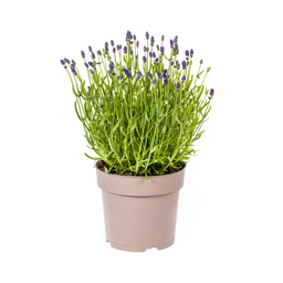 Lavandula Angustifolia Ø19cm - ↕40 (4250308309121)