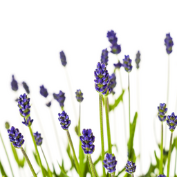 Lavandula Angustifolia Ø19cm - ↕40 (4250308309121)