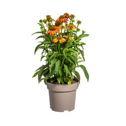 Echinacea Purpurea Orange Ø19cm - ↕60 (49988)