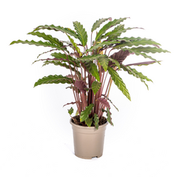 Calathea Rufibarba Ø17cm - ↕40 (4250308316457)