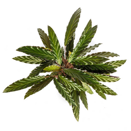 Calathea Rufibarba Ø17cm - ↕40 (4250308316457)