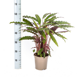 Calathea Rufibarba Ø17cm - ↕40 (4250308316457)