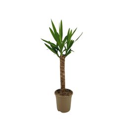 Yucca Elephantipes Ø17cm - ↕60 (4250308315948)