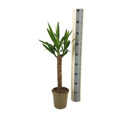 Yucca Elephantipes Ø17cm - ↕60 (4250308315948)