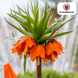 Kh bloembollen Fritillaria Keizerskroon Rubra rood/oranje 5 stuks (51401)