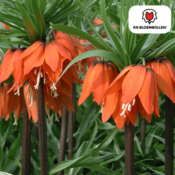 Kh bloembollen Fritillaria Keizerskroon Rubra rood/oranje 5 stuks (51401)