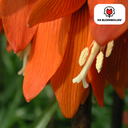 Kh bloembollen Fritillaria Keizerskroon Rubra rood/oranje 5 stuks (51401)