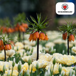 Kh bloembollen Fritillaria Keizerskroon Rubra rood/oranje 5 stuks (51401)