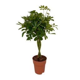 Schefflera Compacta (8655)
