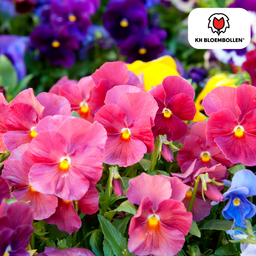 Kh bloembollen Anemonen enkel 30 stuks (51424)