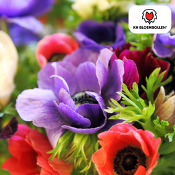 Kh bloembollen Anemonen enkel 30 stuks (51424)