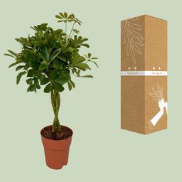 Schefflera Compacta (8655)