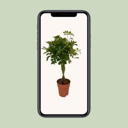 Schefflera Compacta (8655)