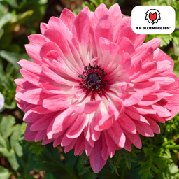 Kh bloembollen Anemonen dubbel 30 stuks (51426)