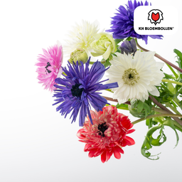 Kh bloembollen Anemonen dubbel 30 stuks (51426)