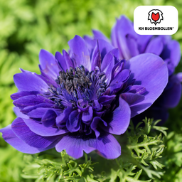 Kh bloembollen Anemonen dubbel 30 stuks (51426)