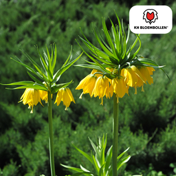 Kh bloembollen Fritillaria / Keizerskroon Lutea 5 stuks (51405)