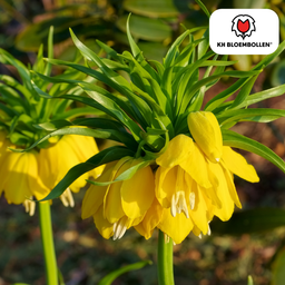 Kh bloembollen Fritillaria / Keizerskroon Lutea 5 stuks (51405)