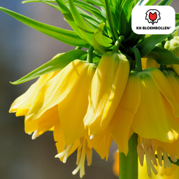 Kh bloembollen Fritillaria / Keizerskroon Lutea 5 stuks (51405)