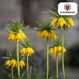 Kh bloembollen Fritillaria / Keizerskroon Lutea 5 stuks (51405)