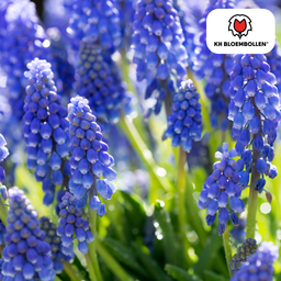 Kh bloembollen Muscari Bleu Moon 20 stuks (51413)