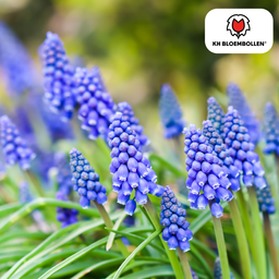 Kh bloembollen Muscari Bleu Moon 20 stuks (51413)