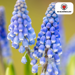 Kh bloembollen Muscari Bleu Moon 20 stuks (51413)