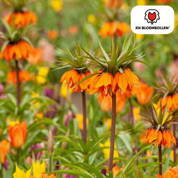 Kh bloembollen Fritillaria / Keizerskroon Garland Star 5 stuks (51407)