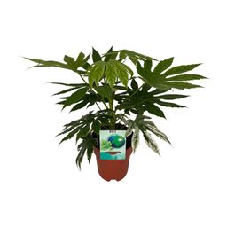 Fatsia Japonica Variegata (8673)