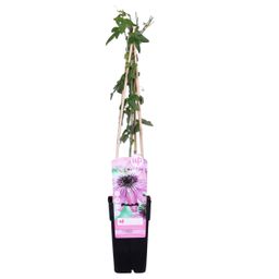 Hoogeveen Passiflora Paars 'Purple Haze' (8712815205700)