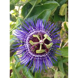 Hoogeveen Passiflora Paars 'Purple Haze' (8712815205700)