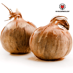 Kh bloembollen Krokusbollen paars 30 stuks (51409)