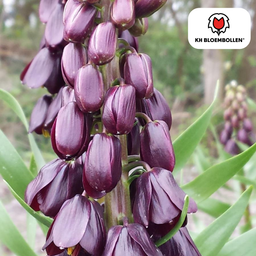 Kh bloembollen Fritillaria / Keizerskroon Purple Favorite 5 stuks (51403)