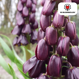 Kh bloembollen Fritillaria / Keizerskroon Purple Favorite 5 stuks (51403)