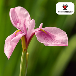 Kh bloembollen Pink Panther Iris 25 stuks (51417)