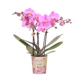 Paars roze phalaenopsis orchidee | Frederikstad (7865885348172)
