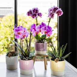 Paars roze phalaenopsis orchidee | Frederikstad (7865885348172)