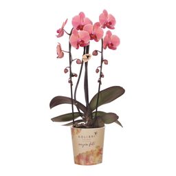 Zalmroze orchidee | Narbonne (7865885363083)