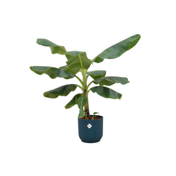 Combi deal - Bananenplant (Musa) inclusief elho Vibes Fold Round blauw Ø22 - 100 cm (8721055697794)