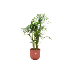 Combi deal - Kentia palm inclusief elho Jazz Round rood Ø26 - 130 cm (8721055698531)