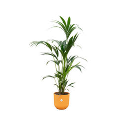 Combi deal - Kentia palm inclusief elho Jazz Round geel Ø26 - 160 cm (8721055698463)