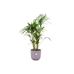 Combi deal - Kentia palm inclusief elho Jazz Round lila Ø26 - 130 cm (8721055698517)