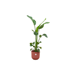 Combi deal - Strelitzia Nicolai inclusief elho Jazz Round rood Ø23 - 100 cm (8721055698296)