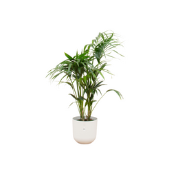 Combi deal - Kentia palm inclusief elho Jazz Round wit Ø26 - 130 cm (8721055698524)