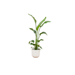 Combi deal - Strelitzia Nicolai inclusief elho Jazz Round wit Ø23 - 120 cm (8721055698241)