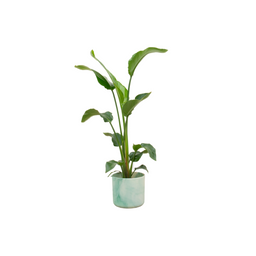 Combi deal - Strelitzia Nicolai inclusief elho Ocean Round pacifisch groen Ø22 - 100 cm (8721055698135)