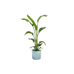 Combi deal - Strelitzia Nicolai inclusief elho Ocean Round atlantisch blauw Ø22 - 100 cm (8721055698128)